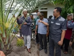 BRIDA NTB Kembangkan Kurma Lokal, Siap Saingi Produk Timur Tengah